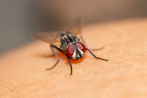 Jak skutecznie pozbyć się niechcianych gości: przegląd najpopularniejszych metod walki z insektami